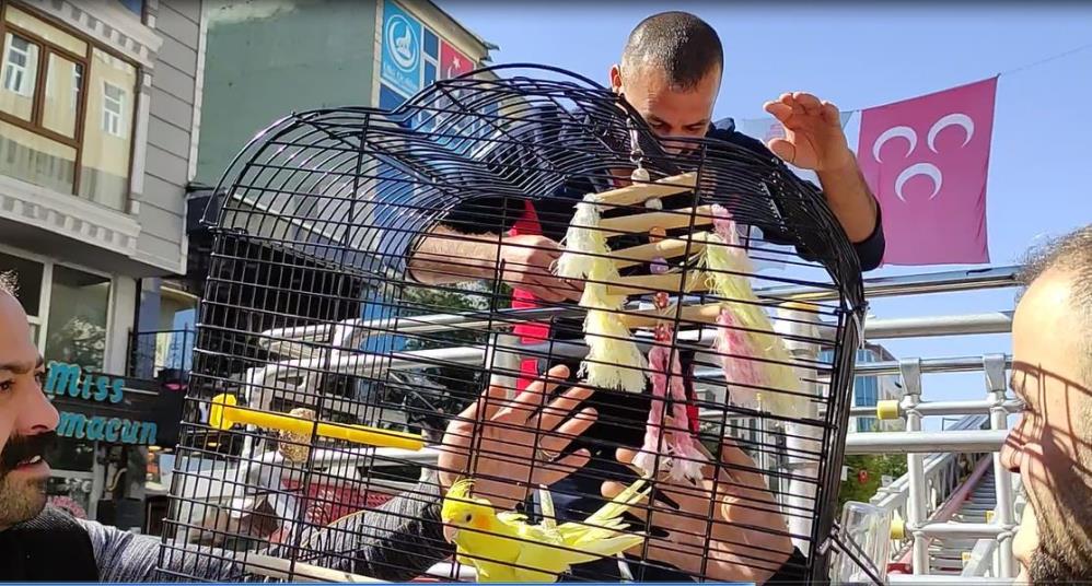 Evden kaçan sultan papağanını bulmak için bir il seferber oldu