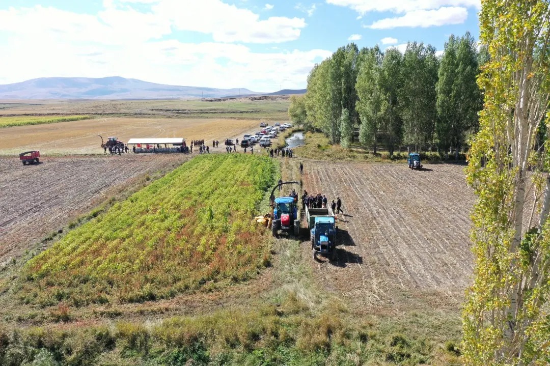 Silajlık soya bitkisi hasadı yapıldı
