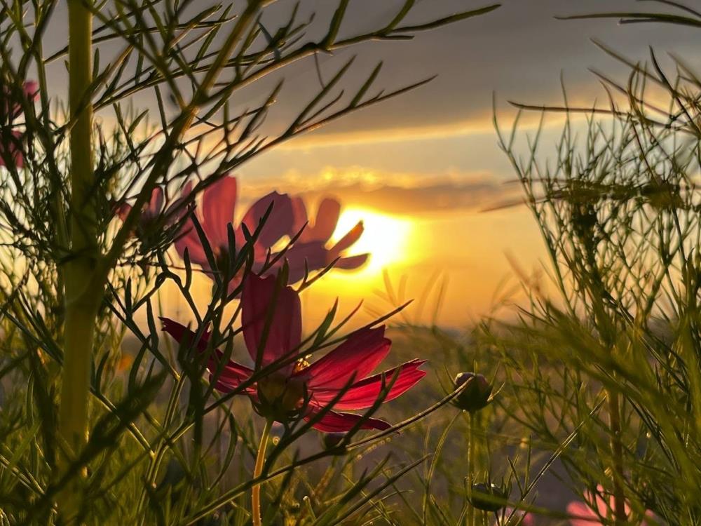 Ağrı'da gün batımı görsel şölen oluşturdu