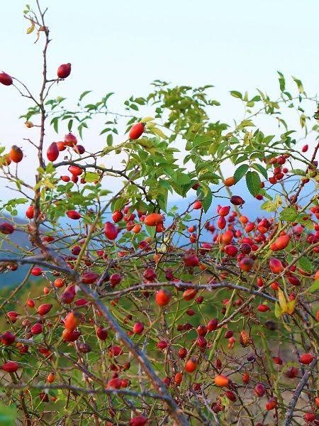 Şifa deposu kuşburnunda kış hazırlığı