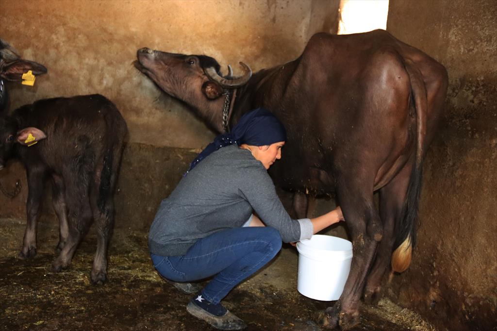 Manda süt ürünleri Iğdırlı besici kadınların gelir kaynağı oluyor