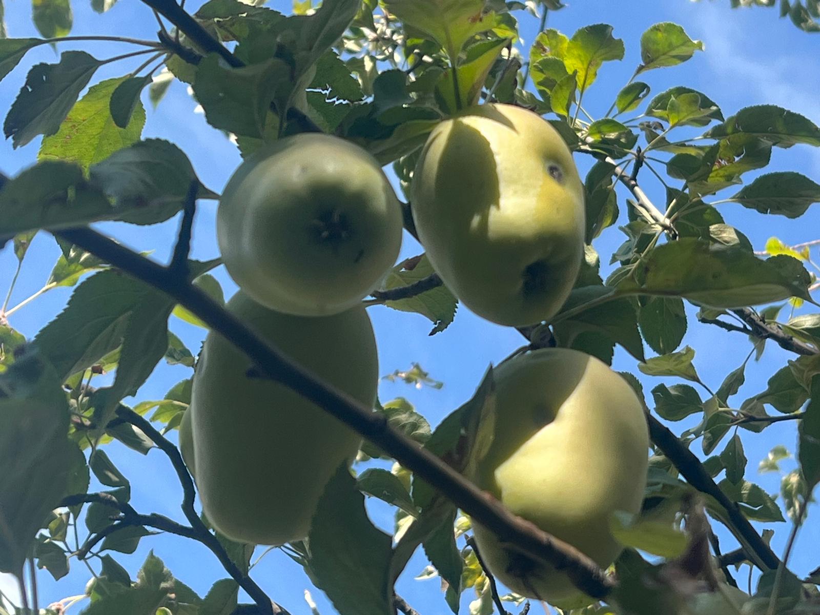 Kars'ta coğrafi işaretli "uzun elma"da hasat dönemi başladı