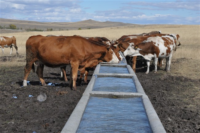 Yetiştiriciler hayvan sevki konusunda bilgilendirildi