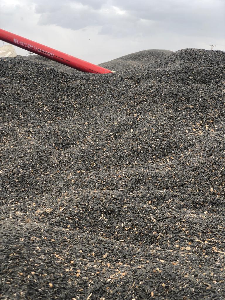 Kars'ta ayçiçeği alımları başladı