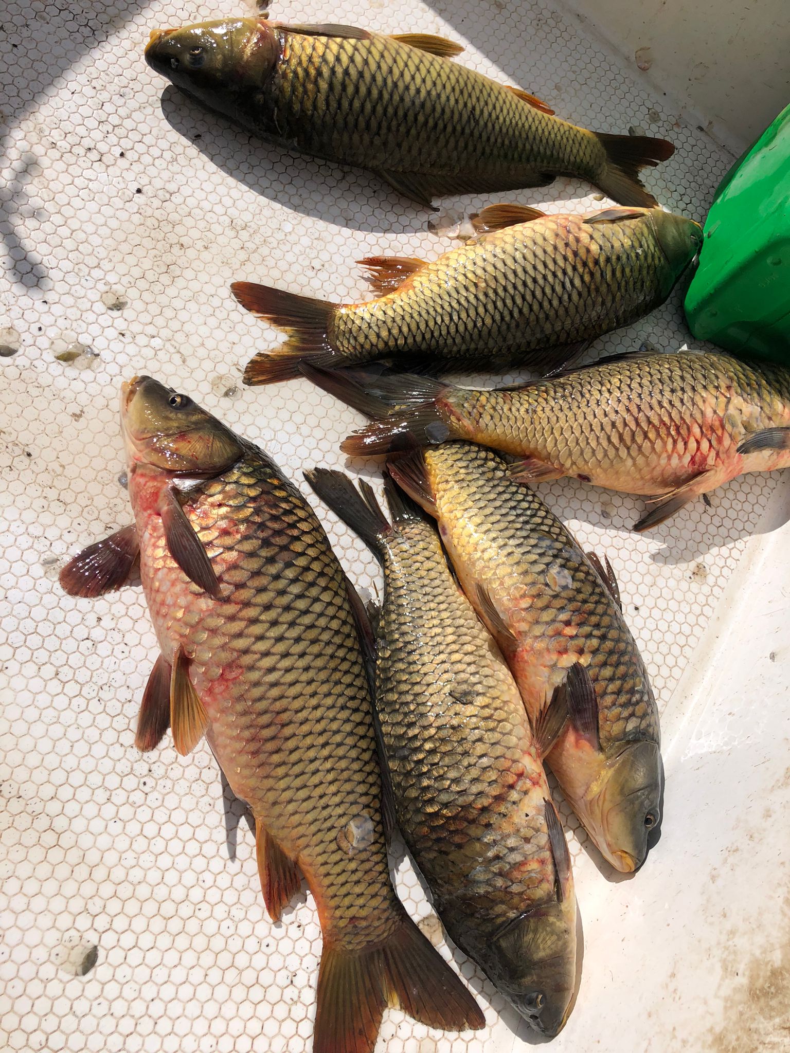 Kars'ta su ürünleri denetimleri yapıldı