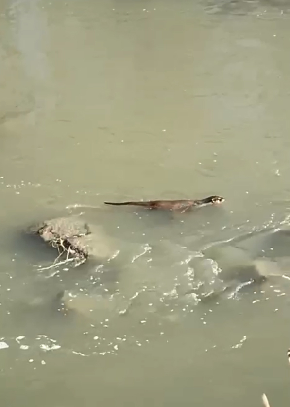 Kars'ta Su Samuru görüntülendi