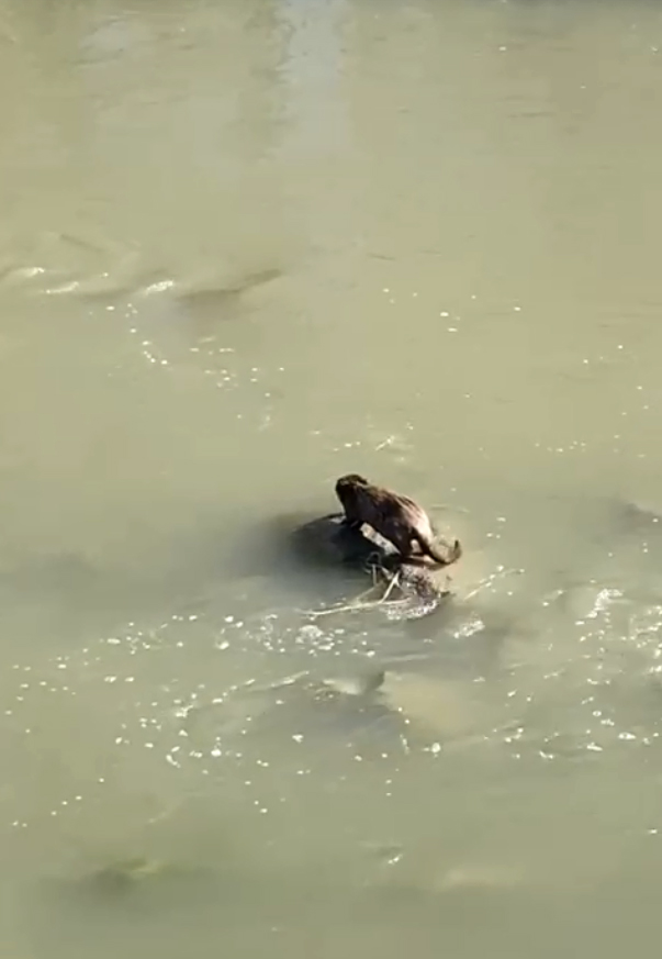 Kars'ta Su Samuru görüntülendi