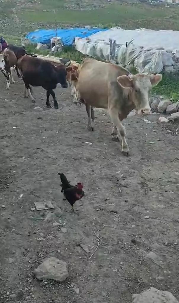 Susuz’da hayvan hırsızlığı