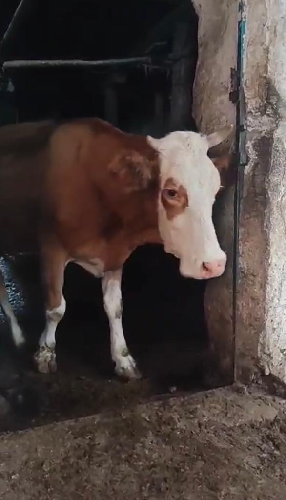 Susuz’da hayvan hırsızlığı