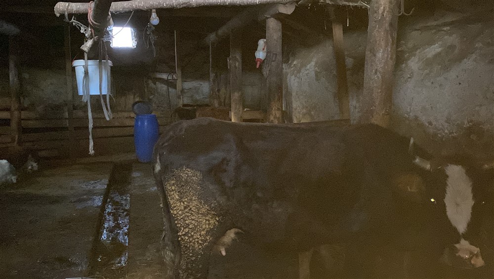 Hayvanları çalınan aile yardım istedi