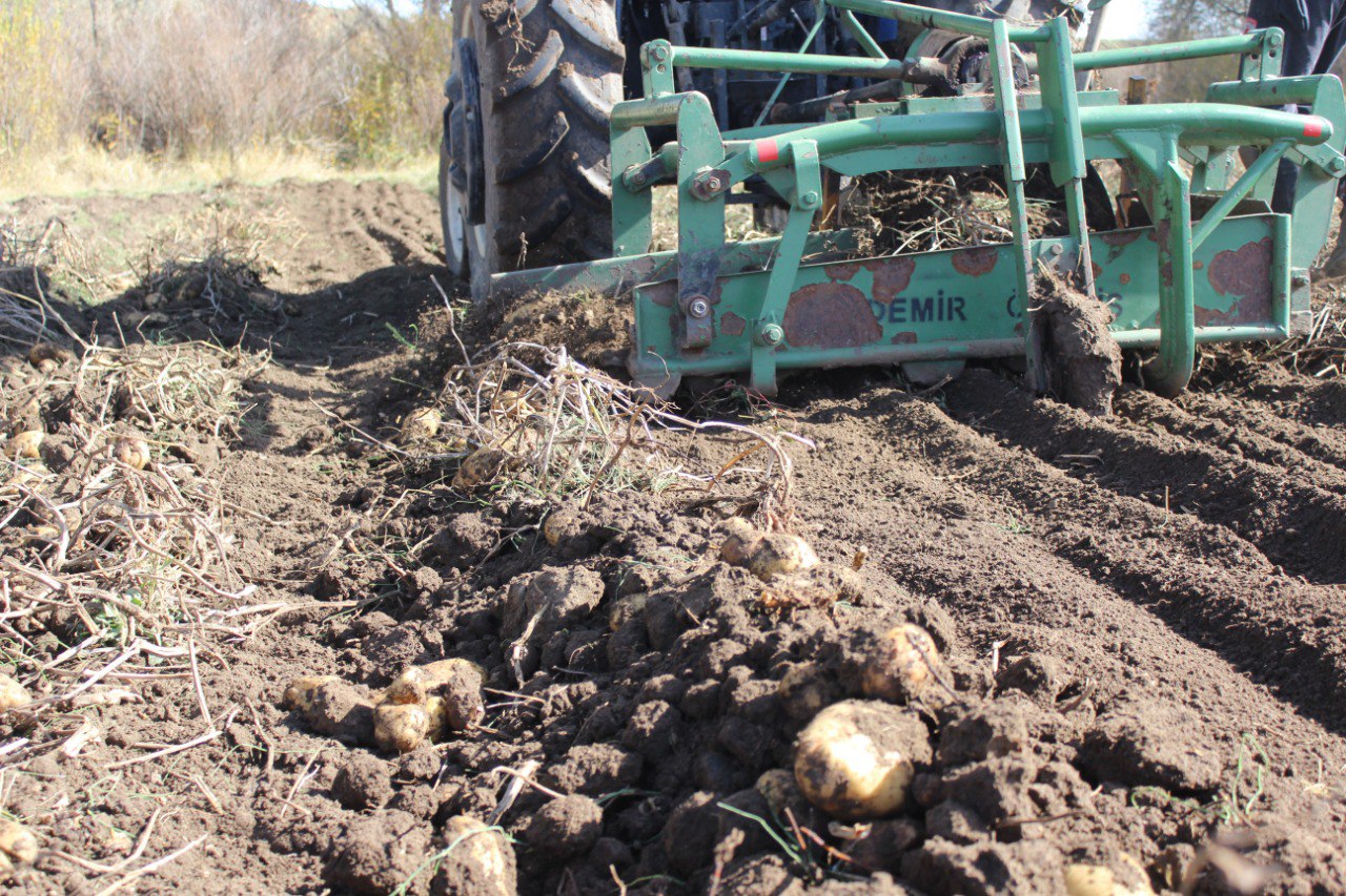 Kars'ta çiftçiler patatesleri imece usulüyle söküyor