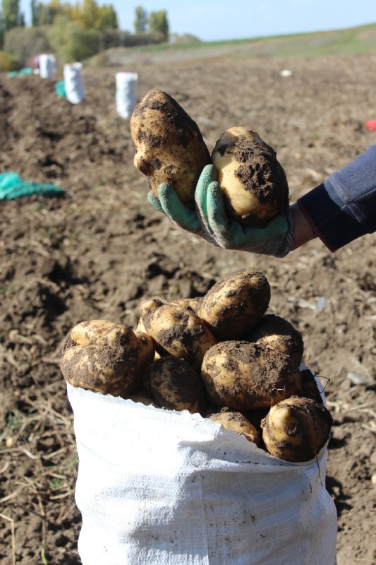 Kars'ta çiftçiler patatesleri imece usulüyle söküyor