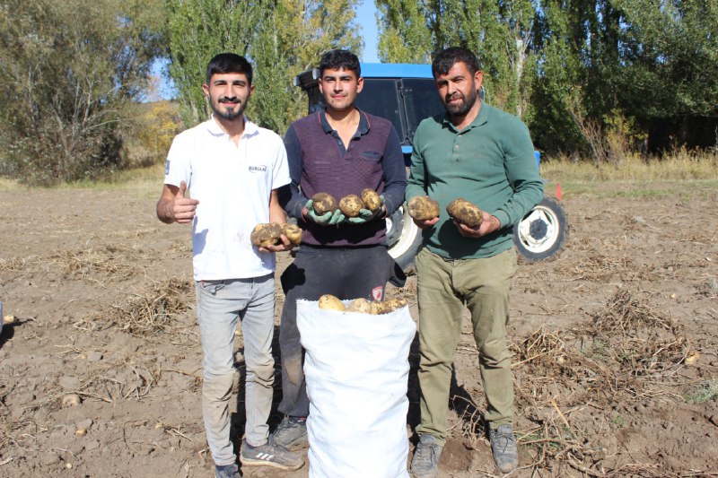 Kars'ta çiftçiler patatesleri imece usulüyle söküyor