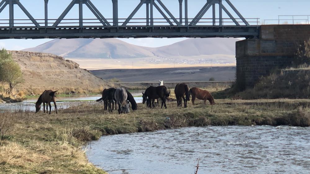Kars'ta yılkı atları doğal ortamda görüntülendi