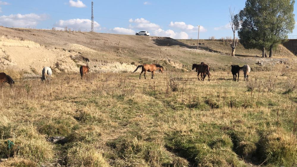 Kars'ta yılkı atları doğal ortamda görüntülendi