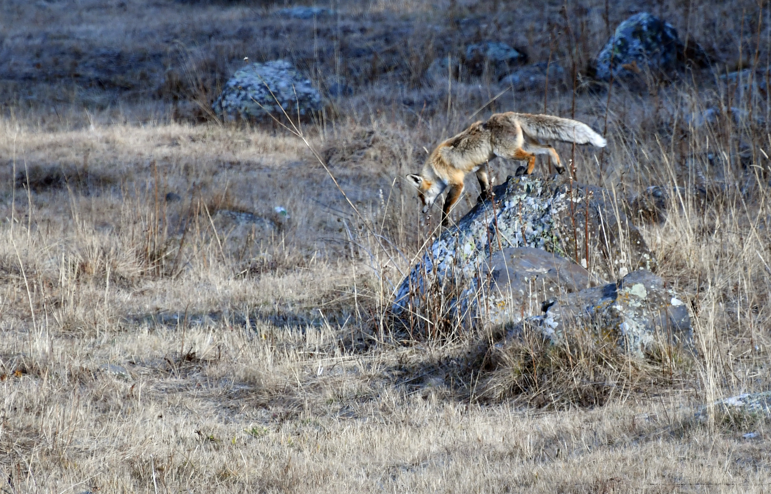 Sarıkamış'ta aç kalan kızıl tilkinin fare avı görüntülendi
