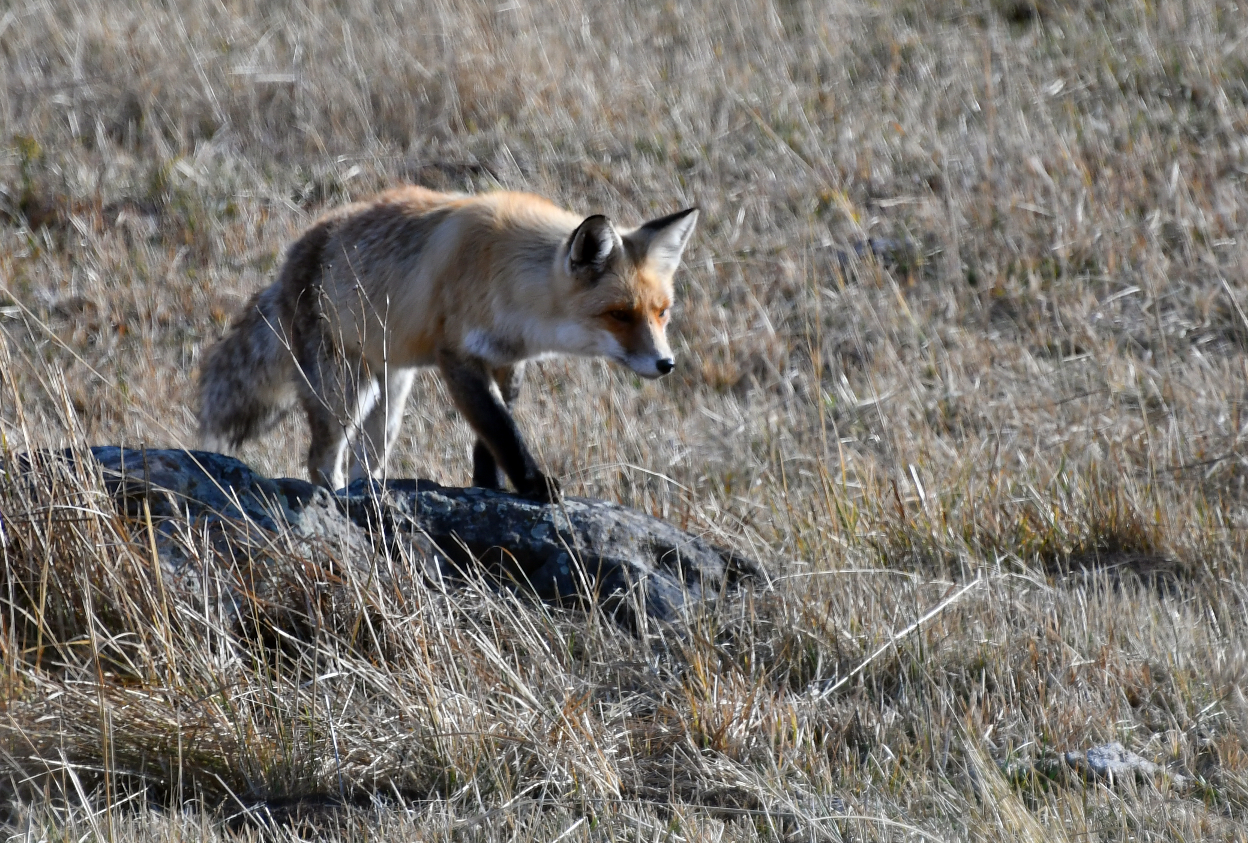 Sarıkamış'ta aç kalan kızıl tilkinin fare avı görüntülendi