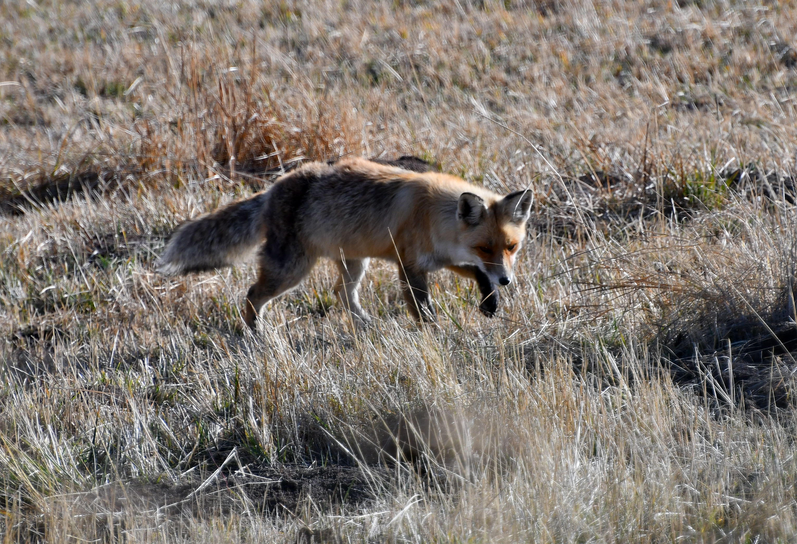 Sarıkamış'ta aç kalan kızıl tilkinin fare avı görüntülendi