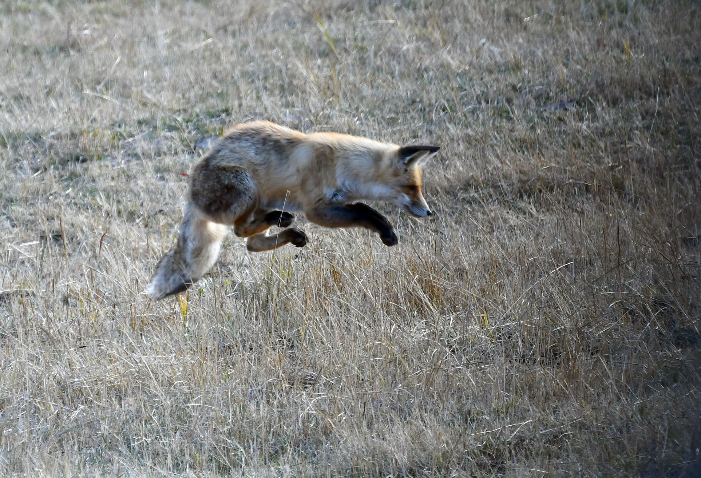 Sarıkamış'ta aç kalan kızıl tilkinin fare avı görüntülendi