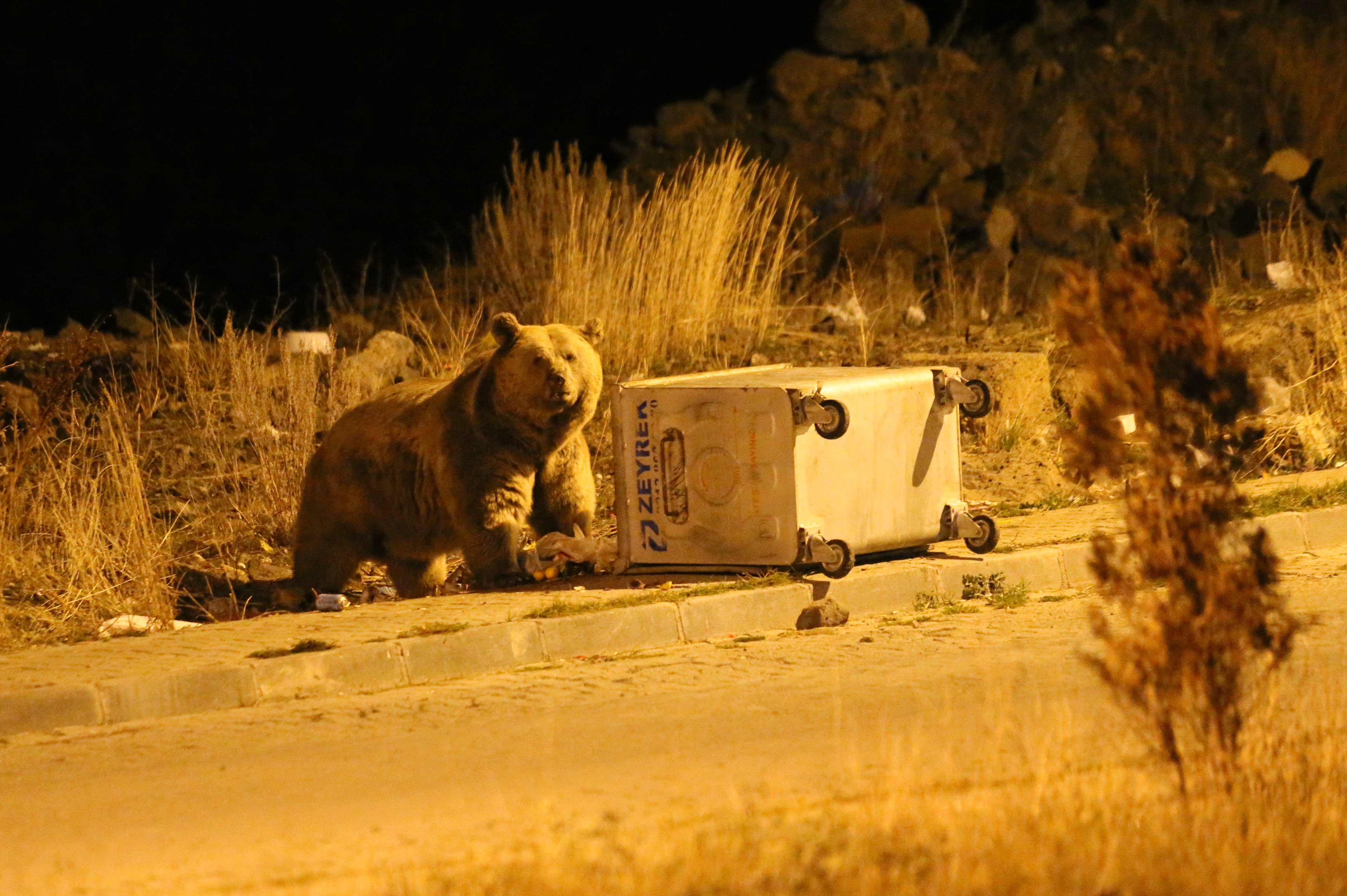 Sarıkamış'ta bozayılar mahalledeki çöplerle besleniyor