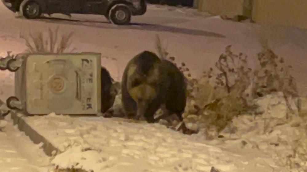 Sarıkamış'ta boz ayılar kış uykusunu unuttu