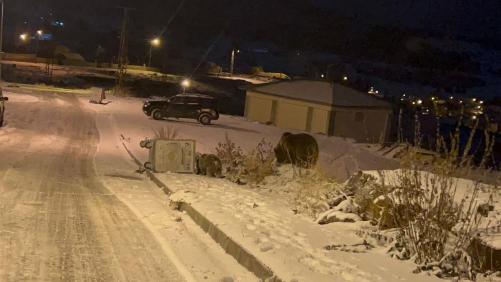 Sarıkamış'ta boz ayılar kış uykusunu unuttu