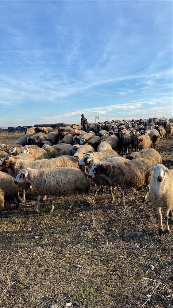 Koyunlar arazilerde otlatılıyor