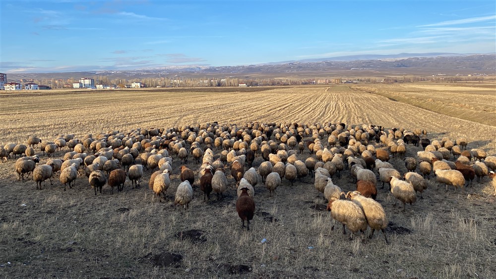 Koyunlar arazilerde otlatılıyor