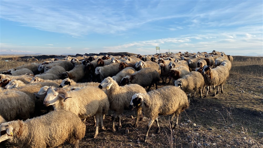 Koyunlar arazilerde otlatılıyor