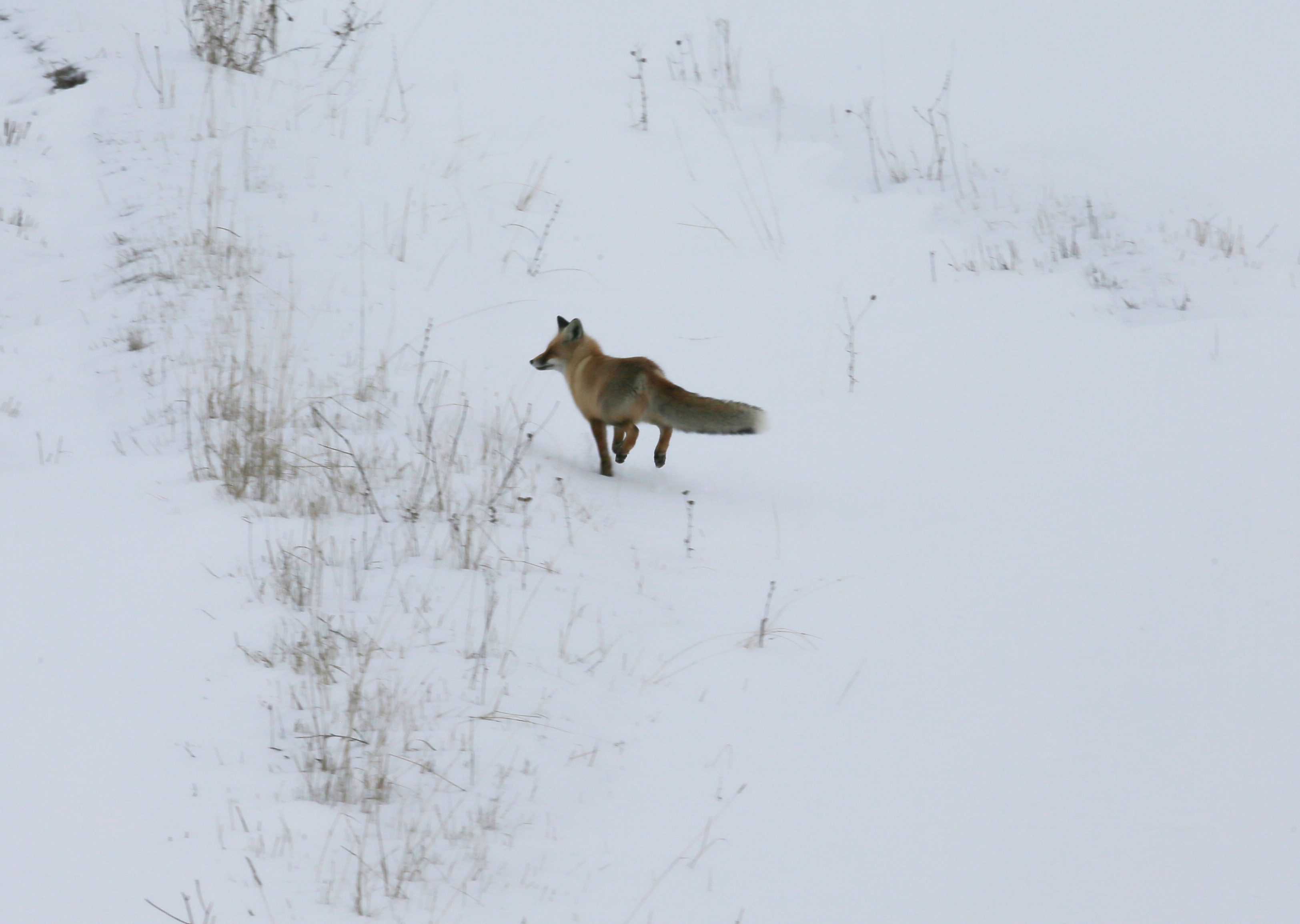 Kars'ta kızıl tilkiler av mesaisinde