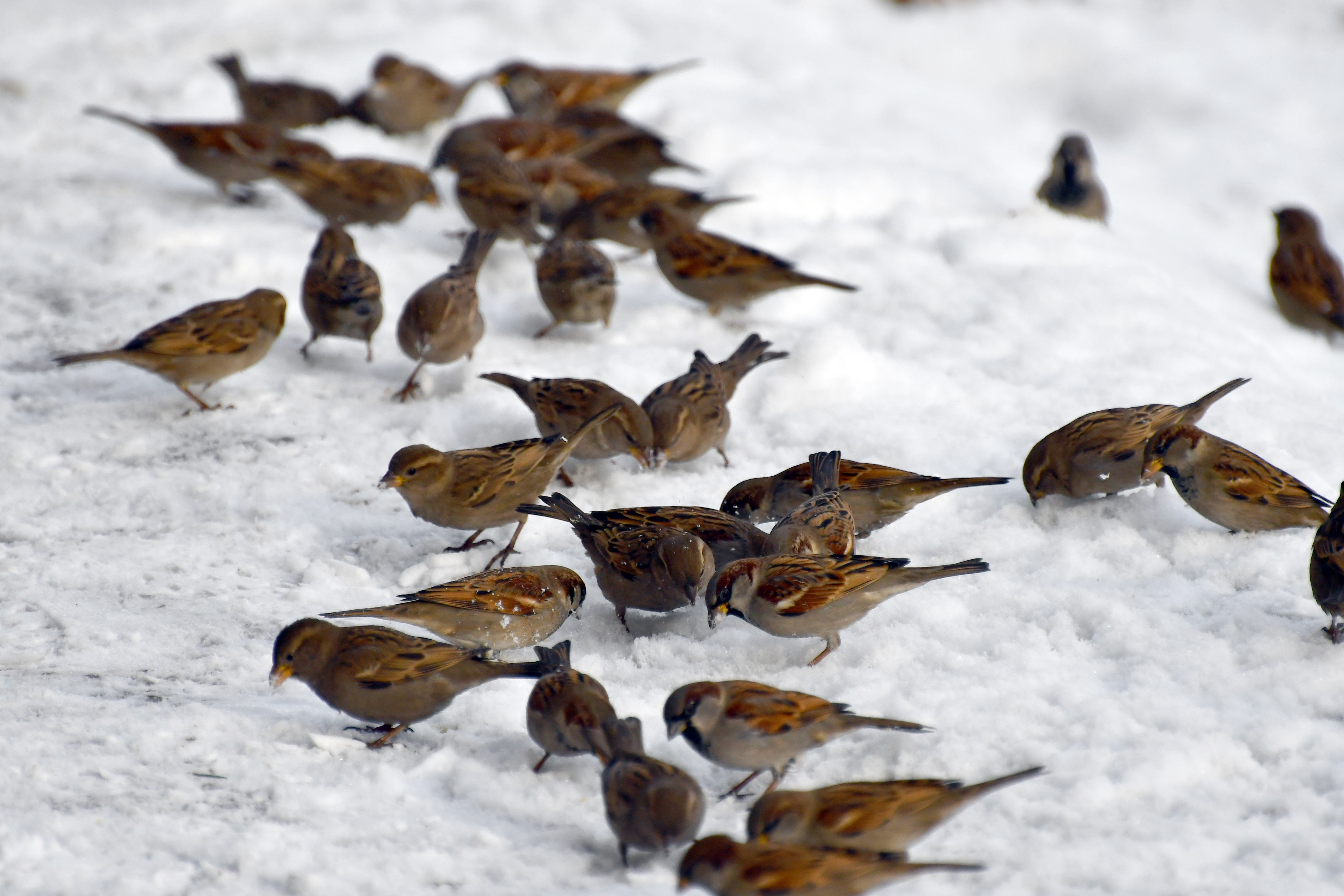 Sarıkamış'ta esnaf yaban kuşlarını unutmadı