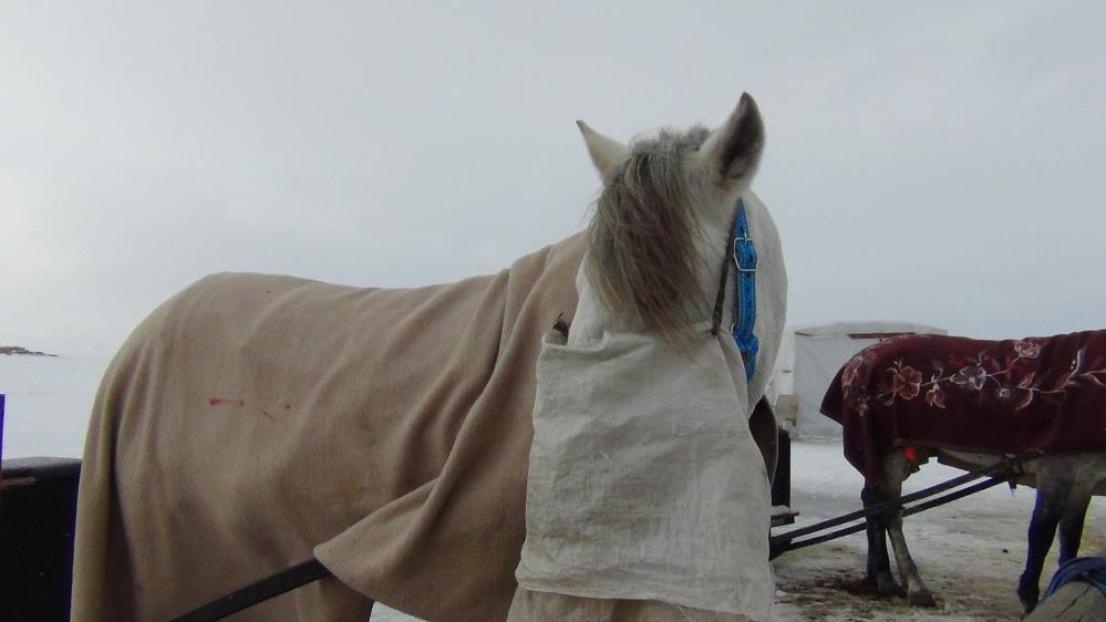Çıldır'da kızak atlarına battaniyeli koruma