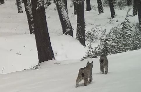 Karlı arazide nesli tehlikede olan 2 vaşak görüntülendi