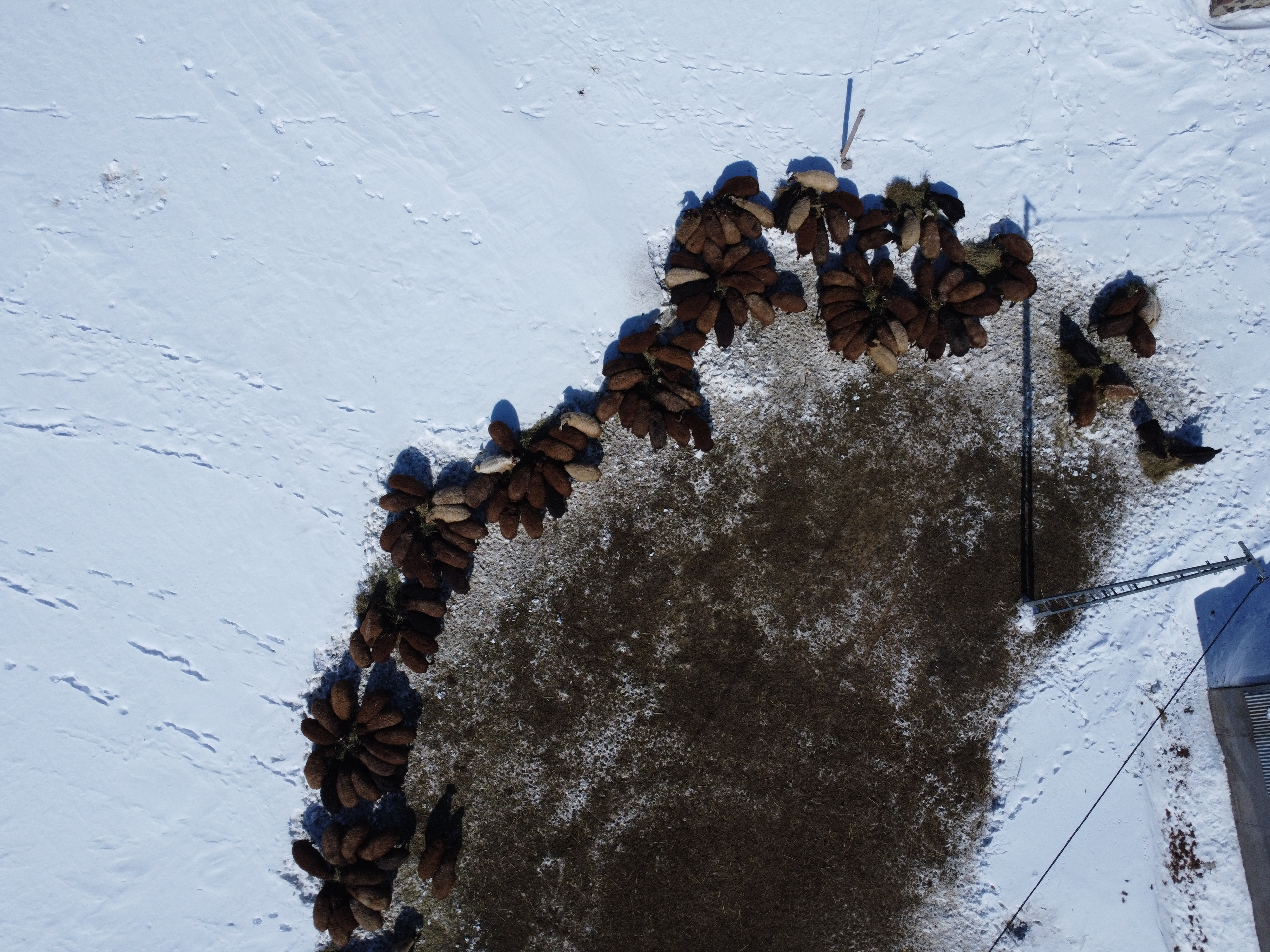 Besiciler çetin kış şartlarında hayvanlarını beslemek için zorlu mesaide