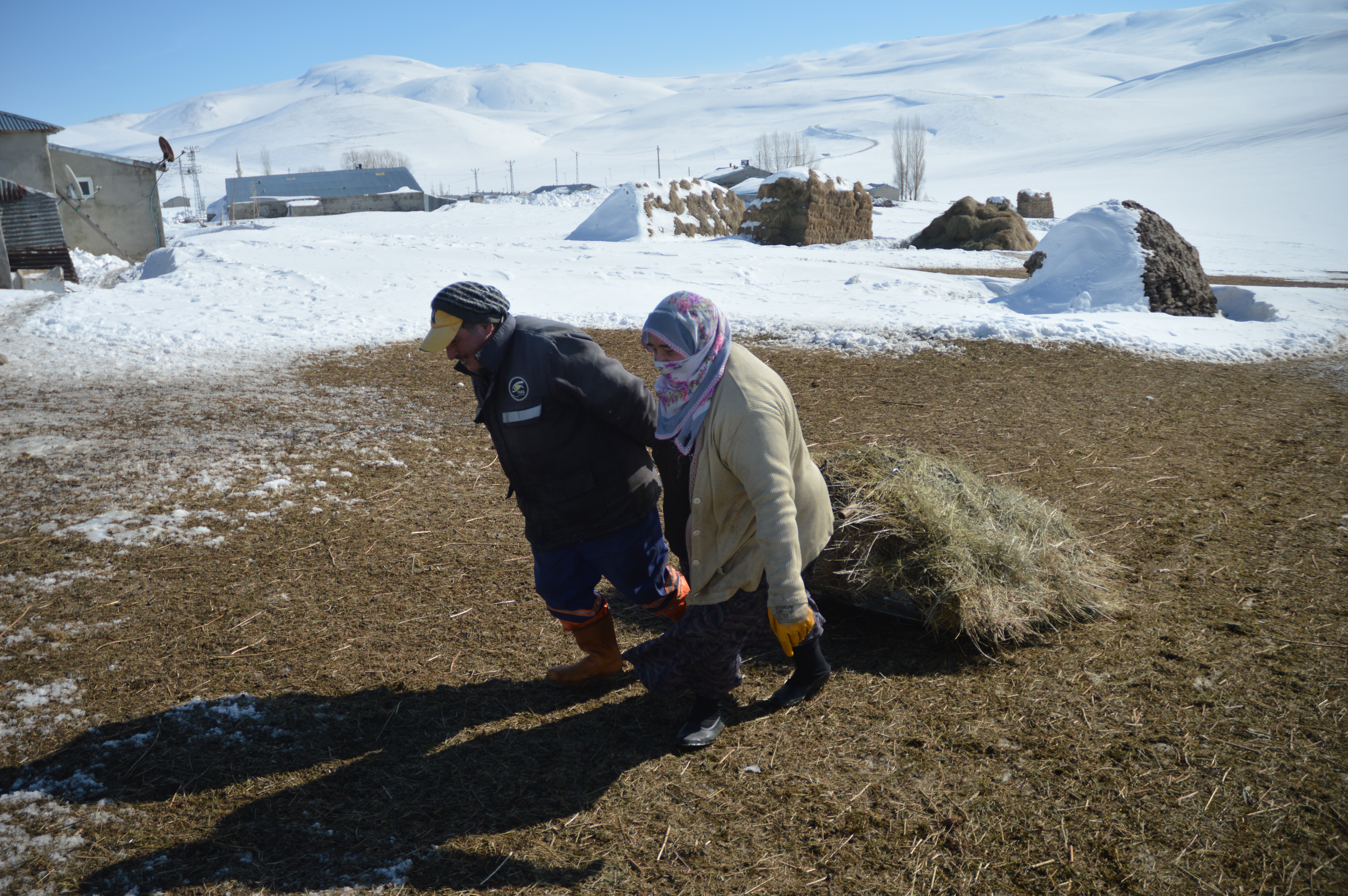 Besiciler çetin kış şartlarında hayvanlarını beslemek için zorlu mesaide