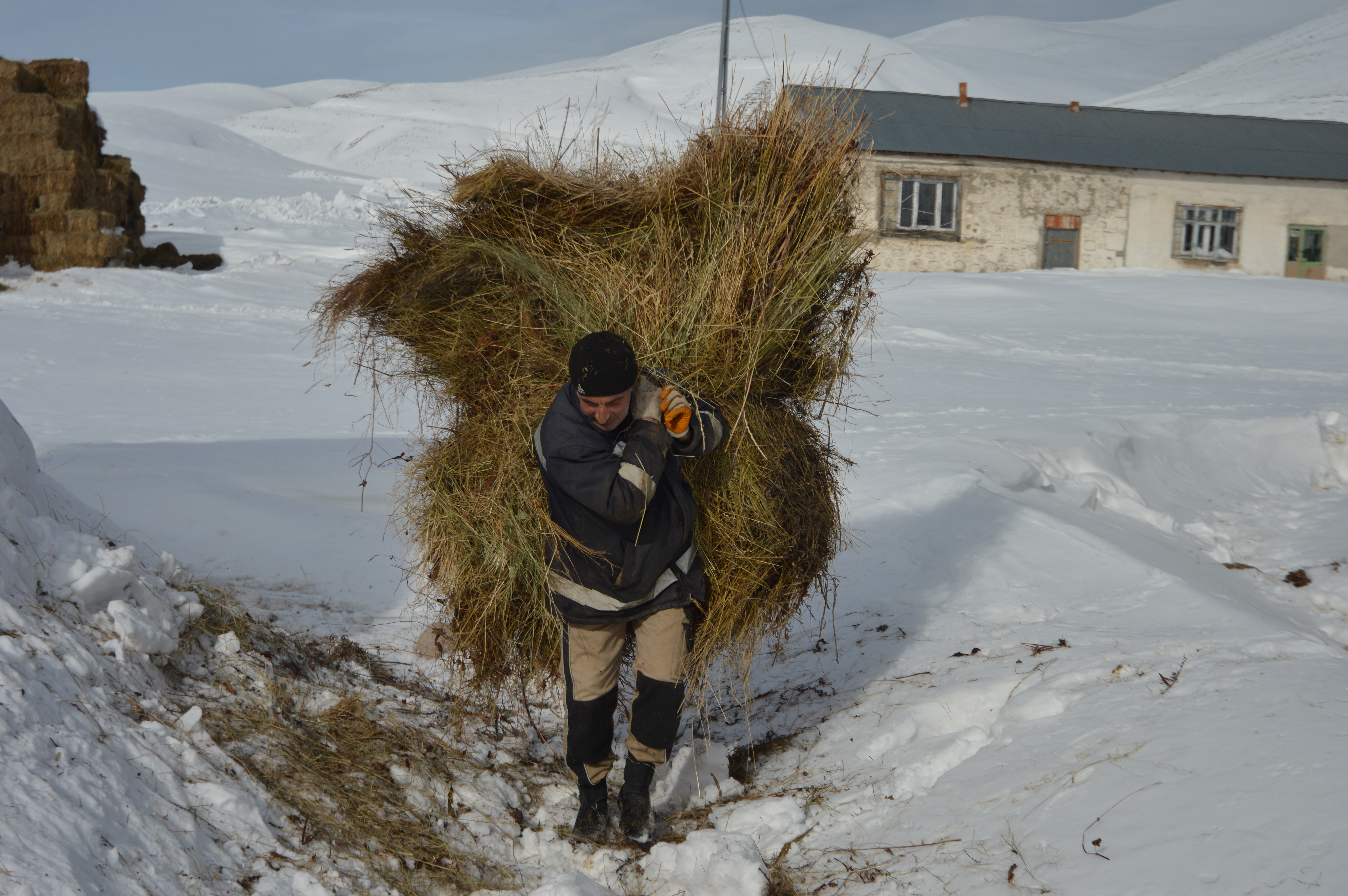 Besiciler çetin kış şartlarında hayvanlarını beslemek için zorlu mesaide