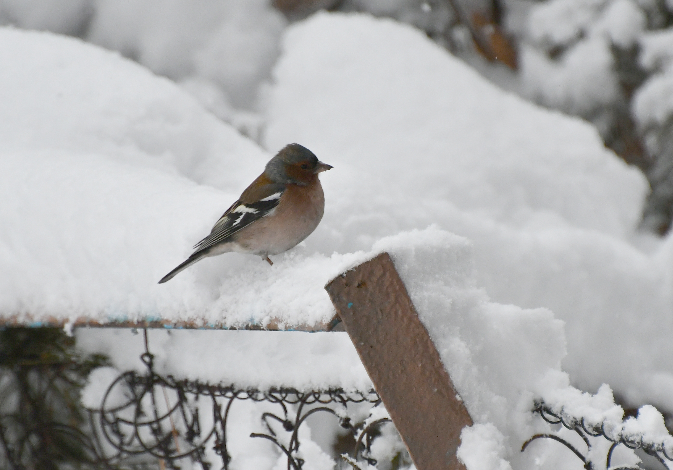 Sarıkamış karla kaplandı