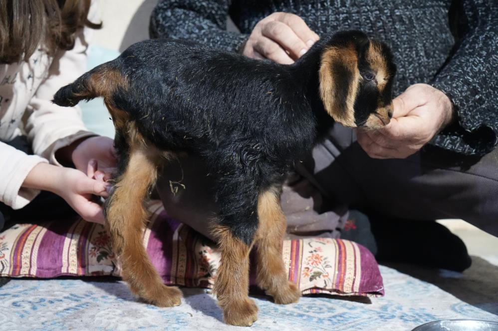 Muş'ta 3 ayaklı oğlak doğdu