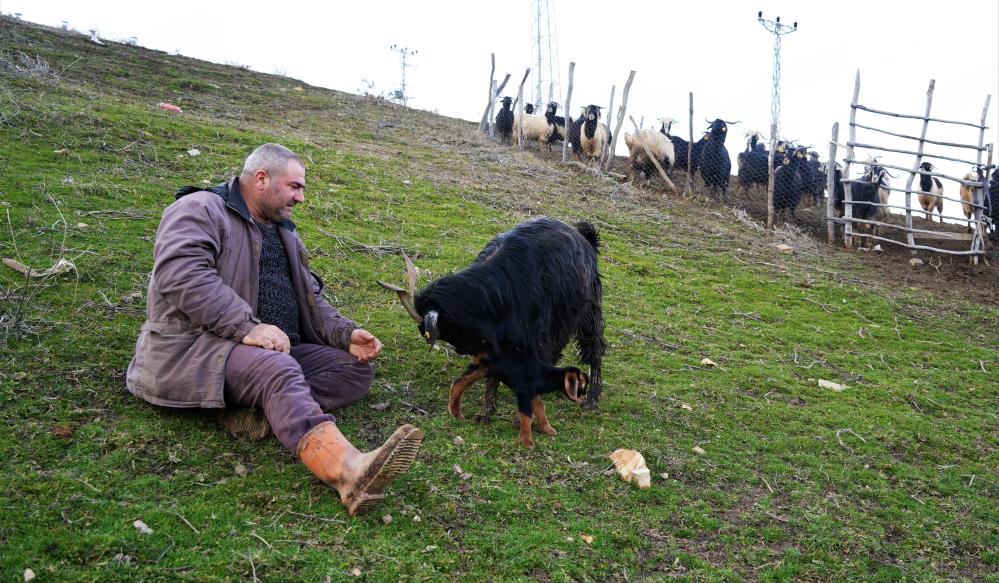 Muş'ta 3 ayaklı oğlak doğdu