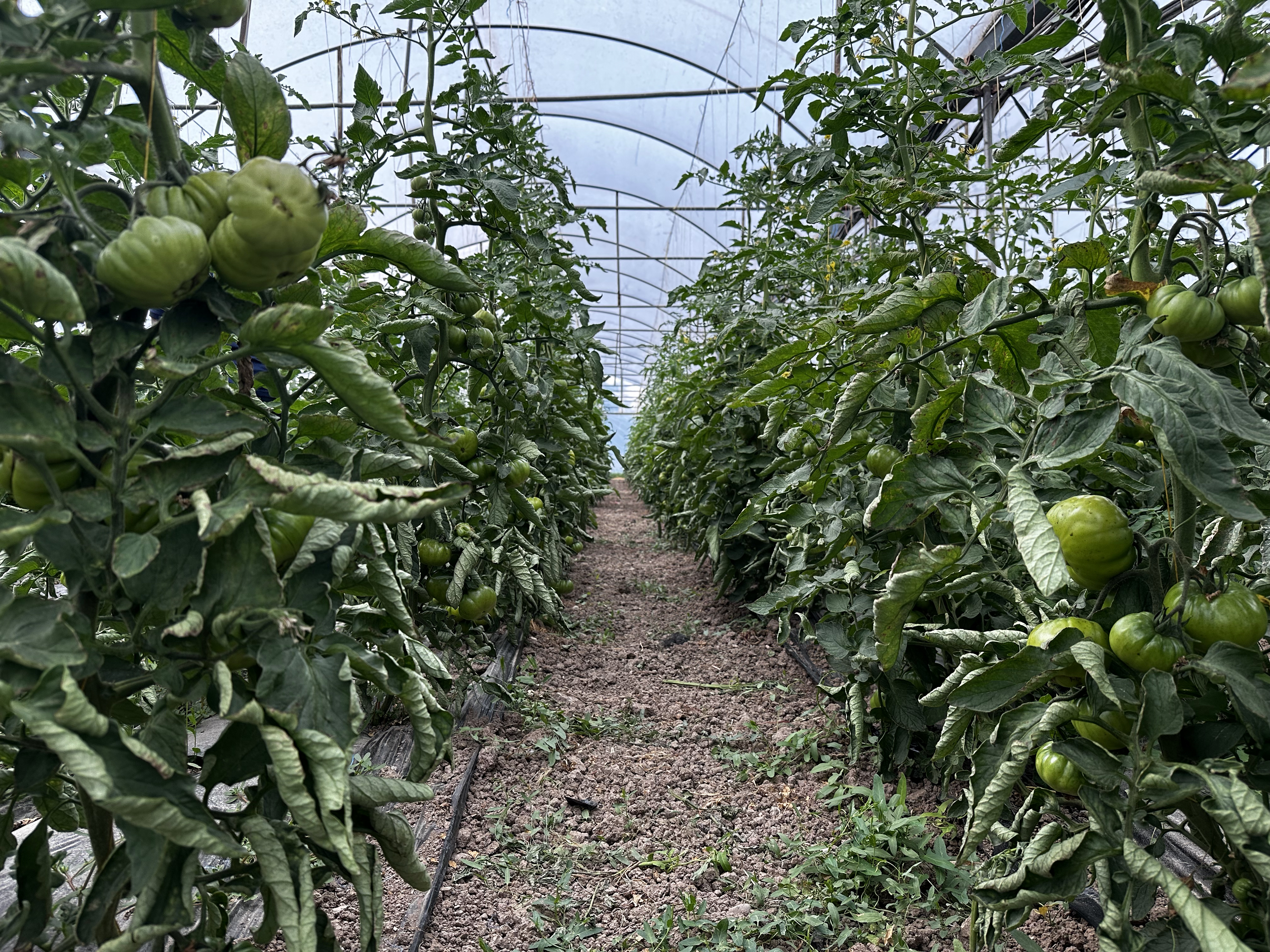 Iğdır'da domates üretiminde yüzde 20 artışı hedefleniyor