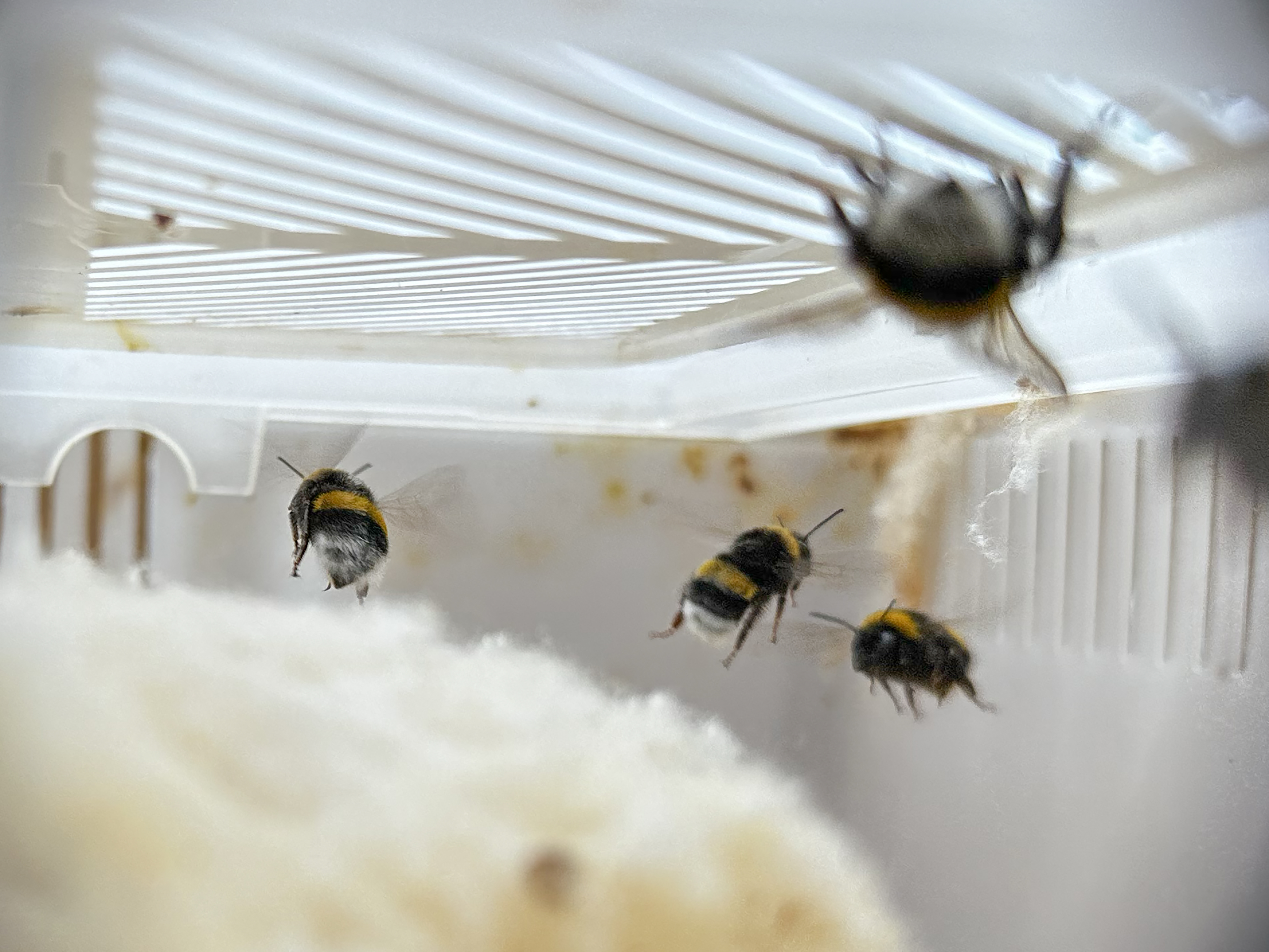 Iğdır'da domates üretiminde yüzde 20 artışı hedefleniyor