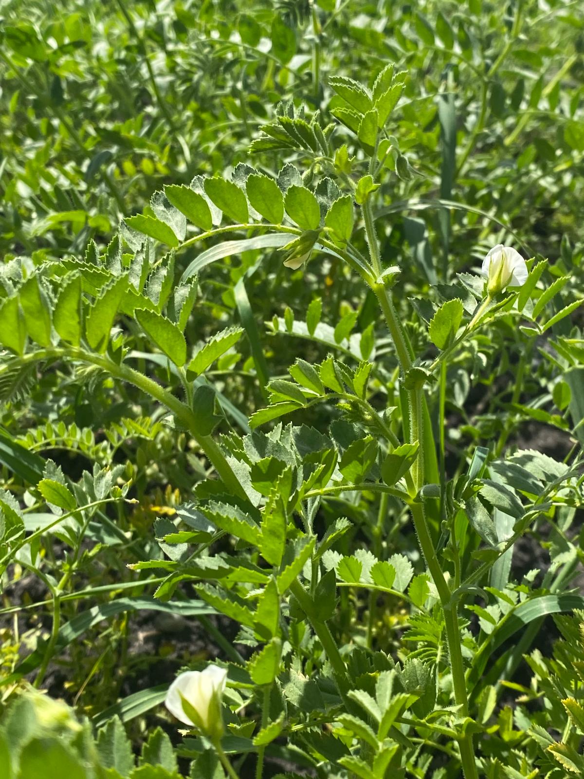 Kars’ta ekilen nohut ve buğday tarlaları incelendi
