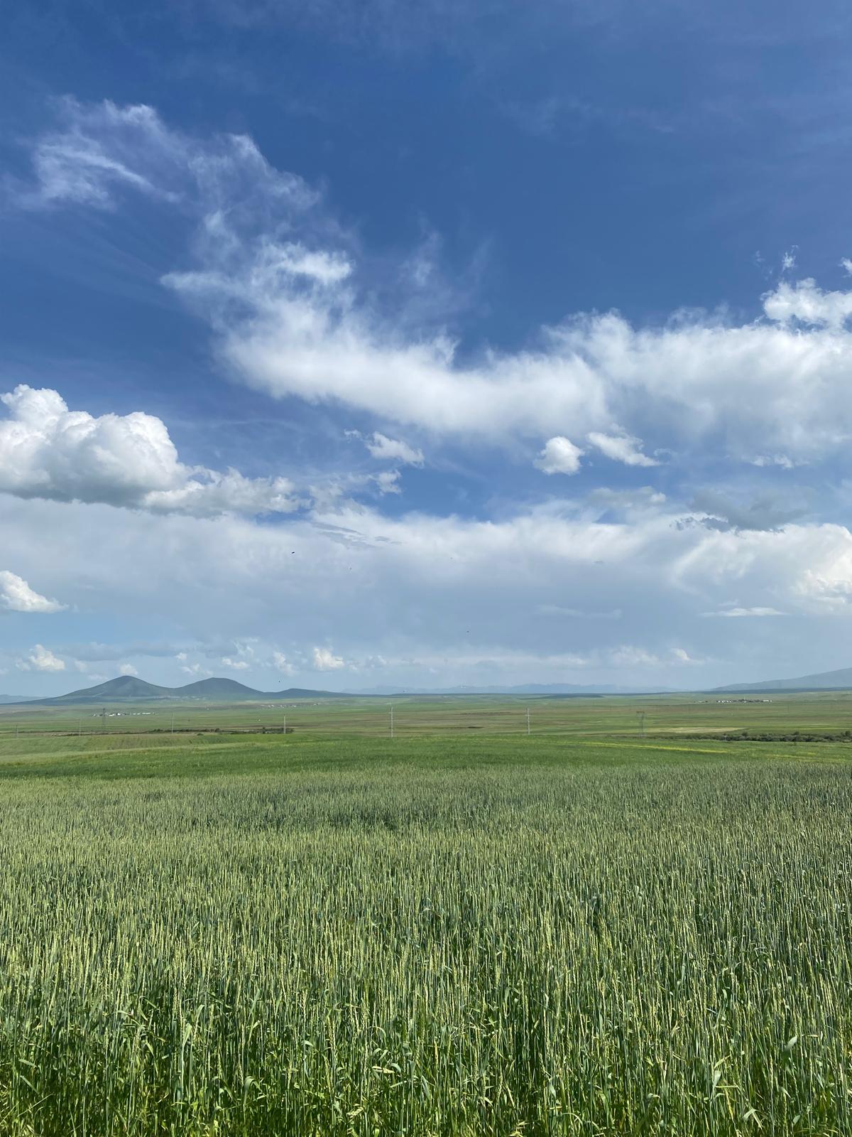 Kars’ta ekilen nohut ve buğday tarlaları incelendi