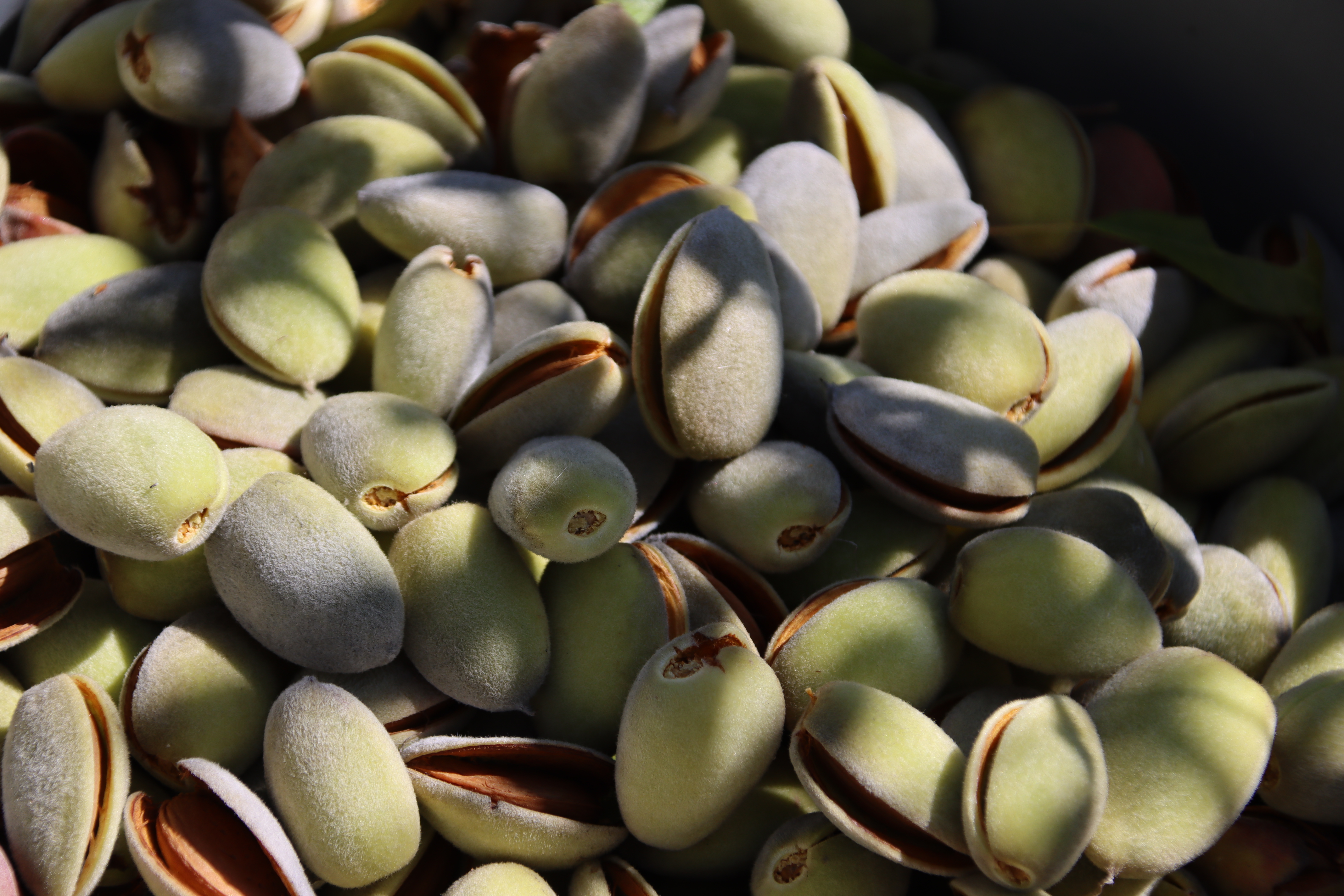 Iğdır'ın "badem ormanı" erozyonu önledi