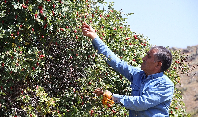Ağrı'daki dağlarda yetişen kuşburnu kış için toplanıyor