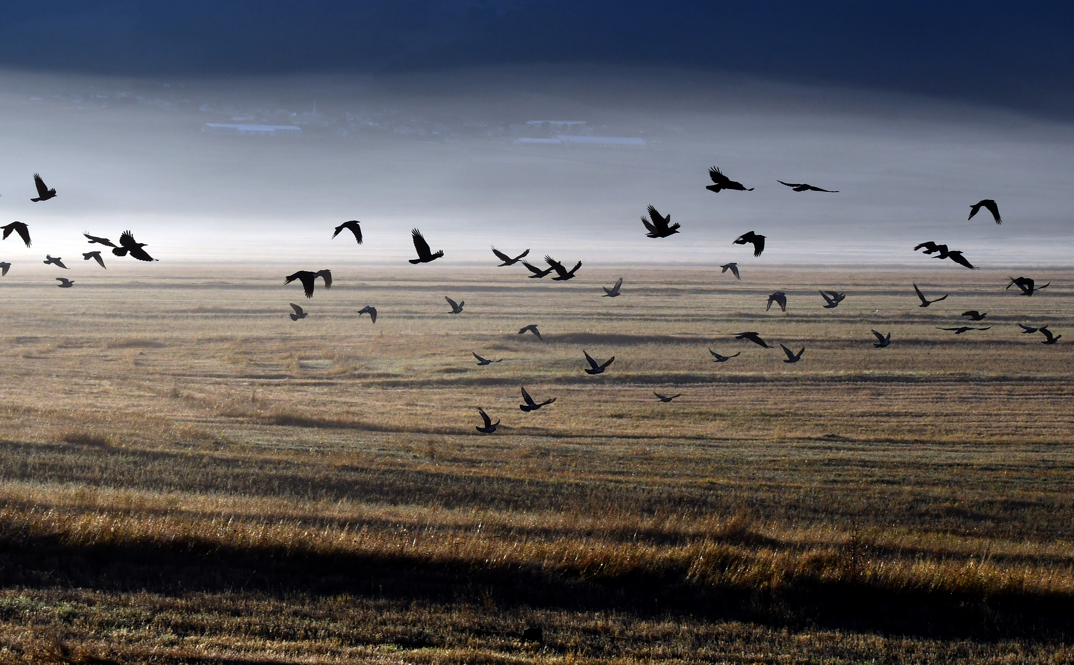 Sarıkamış'ta bitkiler kırağı tuttu