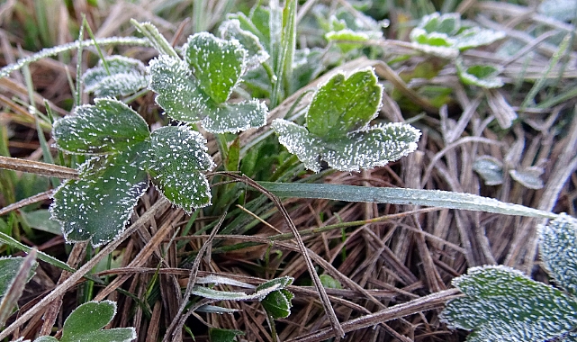Sarıkamış'ta bitkiler kırağı tuttu