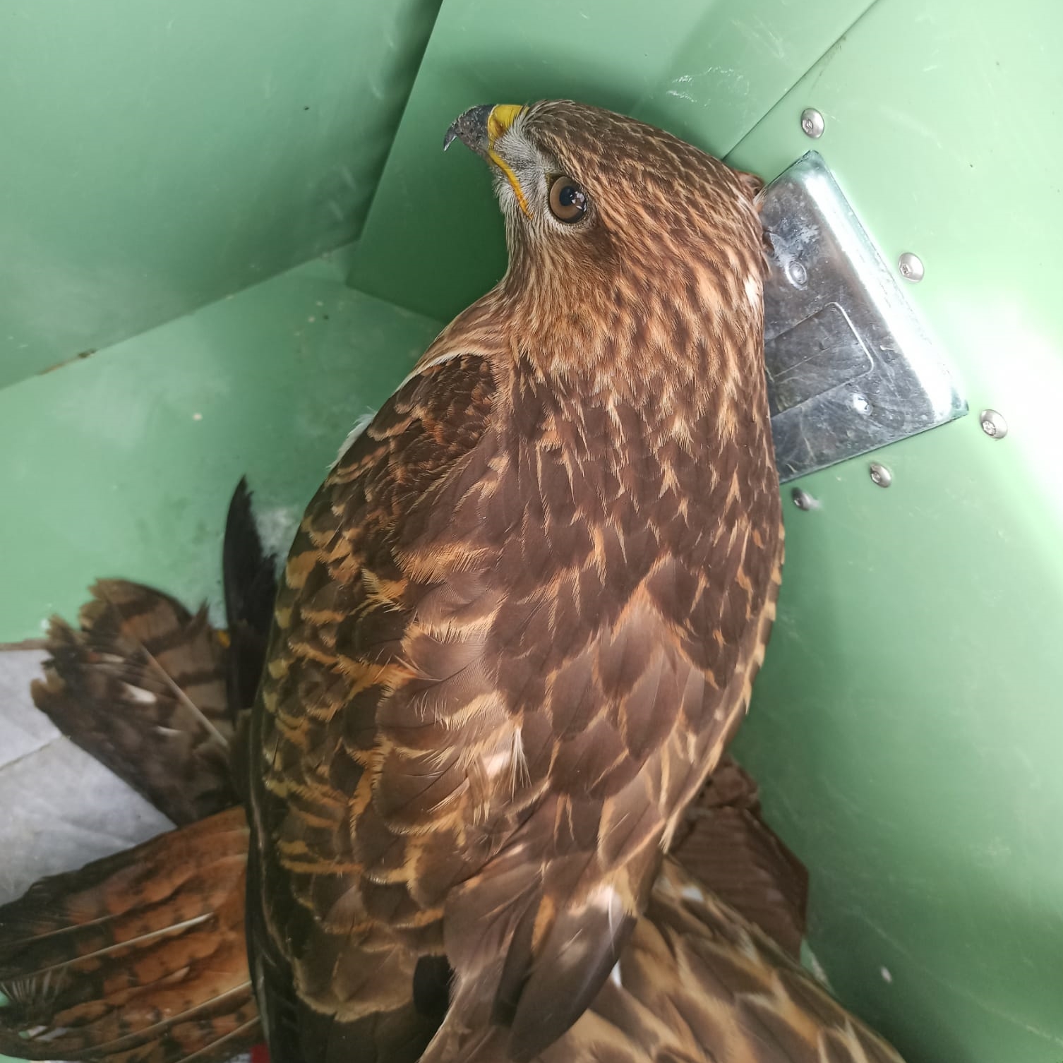 Ardahan'da jandarmanın arazide bulduğu yaralı şahin tedavi edilecek