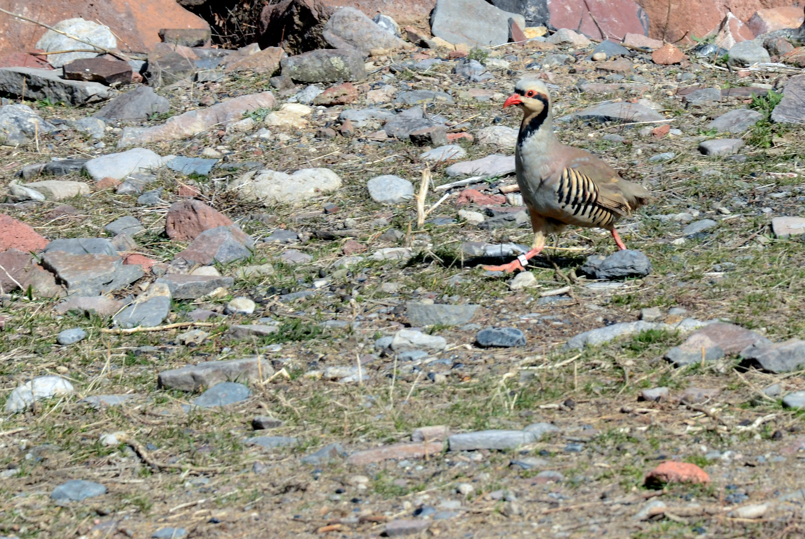 Kars'ta tuzak kurarak keklik avlayan iki kişiye 176 bin 510 lira ceza kesildi