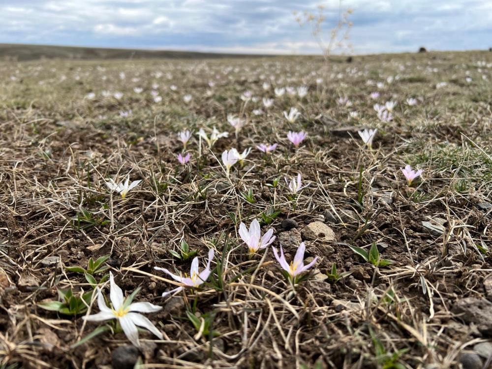 Arpaçay'da kardelenler çiçek açtı